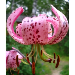 Lilium, Lily Pink Tiger - bulb / tuber / rădăcină - Lilium Pink Tiger