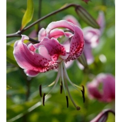 زنبق ، زنبق وردي النمر - لمبة / درنة / الجذر - Lilium Pink Tiger