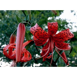 Lilium, Lily Red Tiger - cibule / hlíza / kořen - Lilium Red Tiger