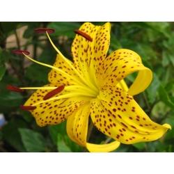Lilium, Lily Yellow Tiger - bebawang / umbi / akar - Lilium Yellow Tiger