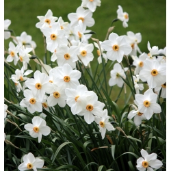 Narcissus Actaea  -  Daffodil Actaea  -  5个洋葱