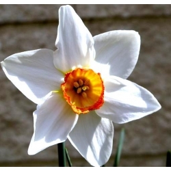 Narcissus Actaea - Daffodil Actaea - 5 bulbi