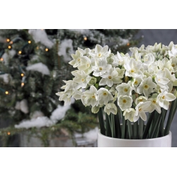 Narcissus Paperwhites Ziva - Daffodil Paperwhites Ziva - 5 bulbs