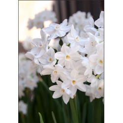 Narcizas - Paperwhites Ziva - pakuotėje yra 5 vnt - Narcissus