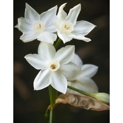 Нарциссус Папервхитес Зива - Даффодил Папервхитес Зива - 5 луковици - Narcissus