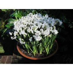 Нарцис Paperwhites Ziva - Нарцис Paperwhites Ziva - 5 цибулин - Narcissus