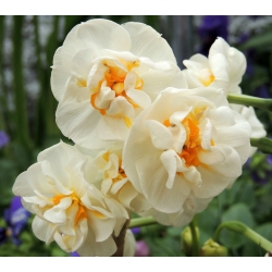 Narcissus Bridal Crown  - 水仙花新娘冠 -  5个洋葱