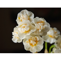 Narcissus Bridal Crown  - 水仙花新娘冠 -  5个洋葱