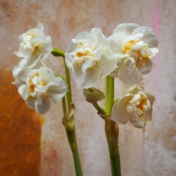 Narcissläktet - Bridal Crown - paket med 5 stycken - Narcissus