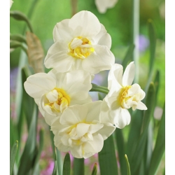 Påskeliljeslekta - Cheerfulness - pakke med 5 stk - Narcissus