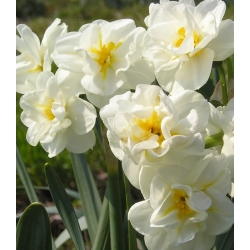 Нарциссус Цхеерфулнесс - Даффодил Цхеерфулнесс - 5 луковици - Narcissus