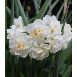 Narcissus עליזות - נרקיס עליזות - 5 בצל