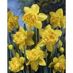 Нарцисс - Dick Wilden - пакет из 5 штук - Narcissus