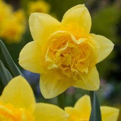 Narcizas - Dick Wilden - pakuotėje yra 5 vnt - Narcissus