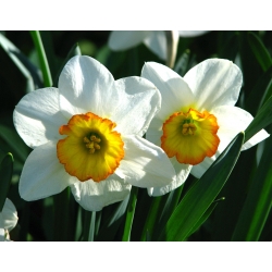 Нарциссус Фловер Рецорд - Даффодил Фловер Рецорд - 5 луков - Narcissus