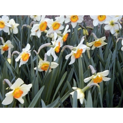 Narcissus - Flower Record - paquete de 5 piezas