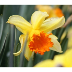 Påskeliljeslekta - Fortissimo - pakke med 5 stk - Narcissus