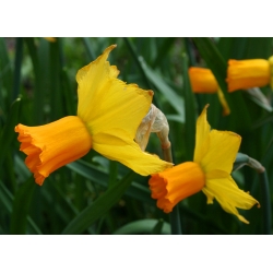 Нарциссус Јетфире - Даффодил Јетфире - 5 луковици - Narcissus