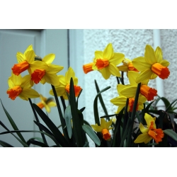 النرجس جيتفاير - النرجس البري النفاثة - 5 البصلة - Narcissus