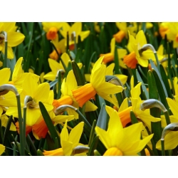 Narcissus Jetfire - Daffodil Jetfire - 5 ดวง