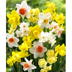 نرجس ميكس - مزيج النرجس البري - 5 لمبات - Narcissus