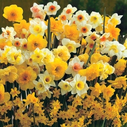 Narcis - Mix - pakket van 5 stuks - Narcissus