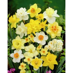 Narcissläktet - Mix - paket med 5 stycken - Narcissus