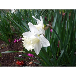 Narcizas - Mount Hood - pakuotėje yra 5 vnt - Narcissus