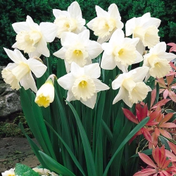 Narcises - Mount Hood - 5 gab. Iepakojums - Narcissus