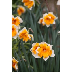 Narcissus Orangery  - 黄水仙橘子 -  5个洋葱