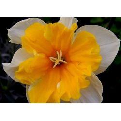 النرجس البرتقال - النرجس البري - 5 البصلة - Narcissus