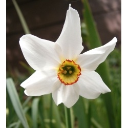 Narciso - Recurvus - pacote de 5 peças - Narcissus