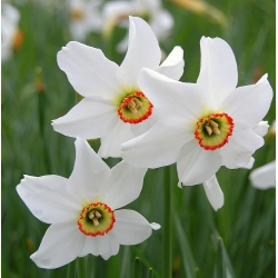 Narcissus Recurvus - Daffodil Recurvus - 5 bebawang