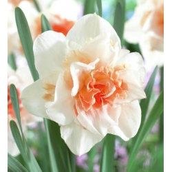 Påskeliljeslekta - Replete - pakke med 5 stk - Narcissus