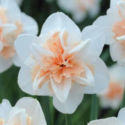 Narcissus Replete - Daffodil Replete - 5 لامپ