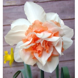 Narcissus Replete - Daffodil Replete - 5 لامپ