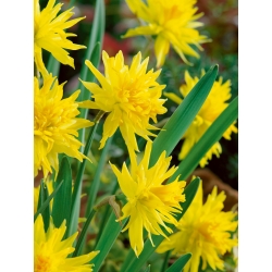 Narcissus Rip Van Winkle  -  Daffodil Rip Van Winkle  -  5个洋葱