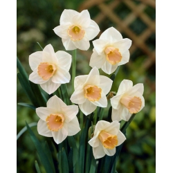 Narcissus Salome - Daffodil Salome - 5 bebawang