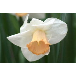 Нарциссус Саломе - Даффодил Саломе - 5 луковици - Narcissus