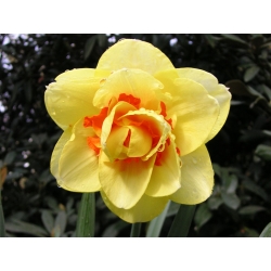 Нарцис Тахити - Нарцис Тахити - 5 луковица - Narcissus