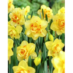 ناریس تاهیتی - Daffodil Tahiti - 5 لامپ - Narcissus