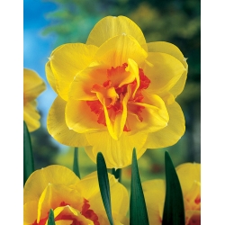 Narcissus Tahiti - Daffodil Tahiti - 5 bulbs
