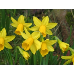 Narcissus Tete-a-Tete - डैफोडिल टेटे-ए-टेटे - 5 बल्ब - 