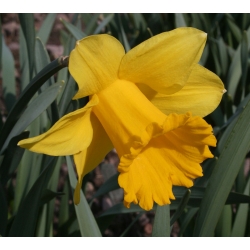 Narcissus Unsurpassable - Daffodil Unsurpassable - 5 becuri