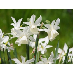 Narcissus - Thalia - paquete de 5 piezas