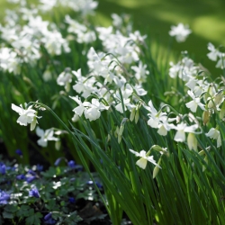Påskeliljeslekta - Thalia - pakke med 5 stk - Narcissus