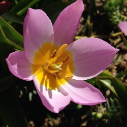 Tulipa botanická zmes - botanická zmes Tulip - 5 kvetinové cibule - Tulipa botanical 
