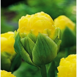 Tulipa Krása Apeldorn - Tulip Krása Apeldorn - 5 kvetinové cibule - Tulipa Beauty of Apeldorn