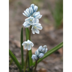 Pushkinia - 10 kvetinové cibule - Puschkinia