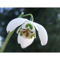 Galanthus nivalis fleno pleno - Snowdrop fleno pleno - 3 لمبات - Galanthus nivalis - Flore Pleno